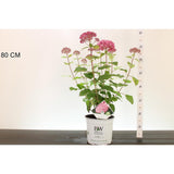 Hortensia de gradina Pink Annabelle, cu flori roz-pal