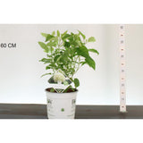 Hortensia de gradina Strong Annabelle, cu flori albe XXL sferice