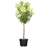 Hortensie de gradina Annabelle Tip Copacel, cu flori mari, sferice, rezistenta, decor de gradina