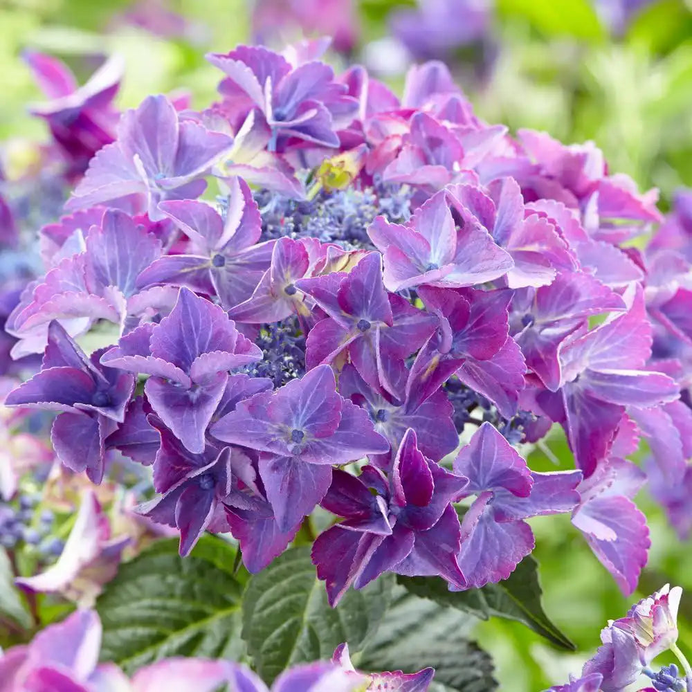 Hortensie de gradina Black Diamond Dark Angel, cu flori mov-inchis