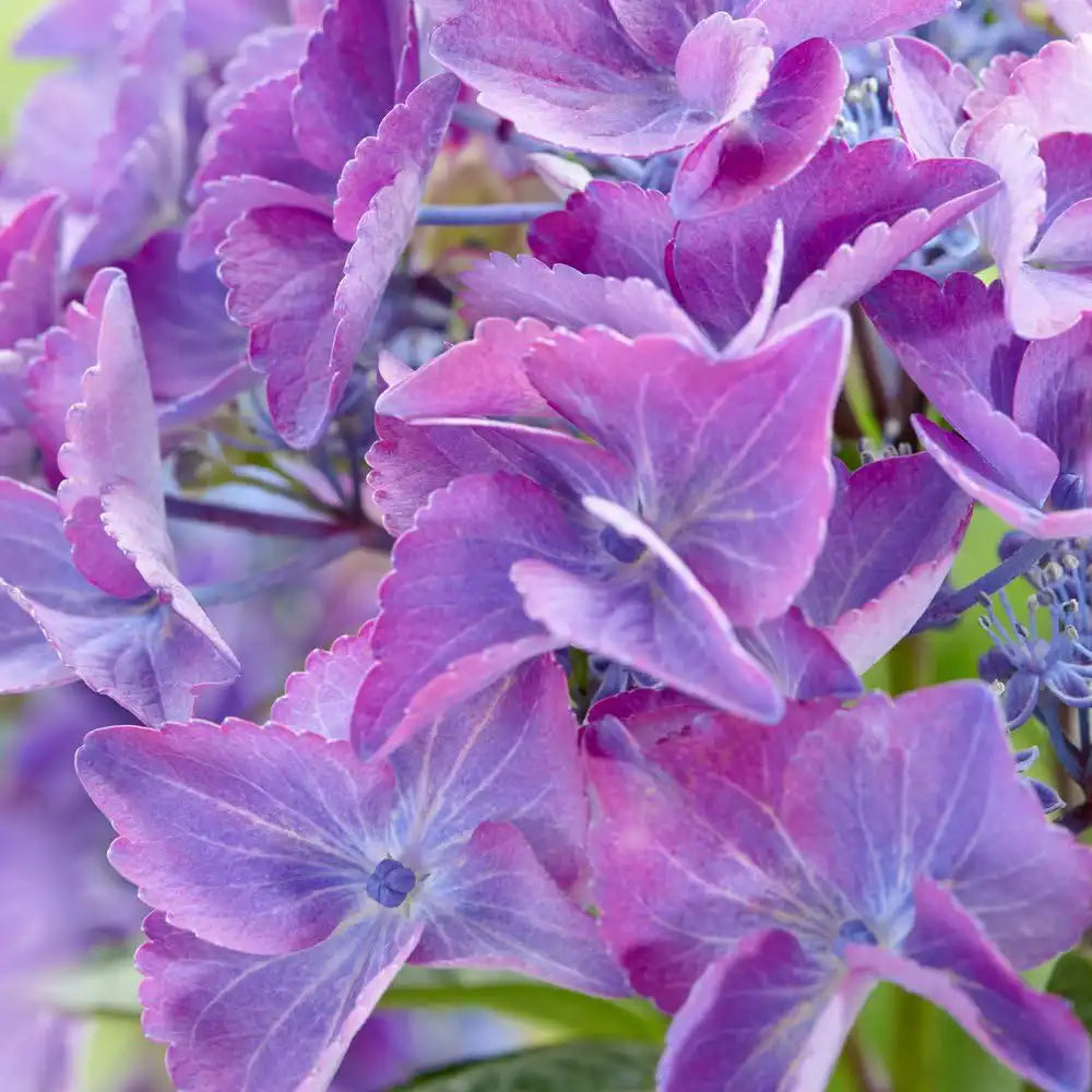 Hortensie de gradina Black Diamond Dark Angel, cu flori mov-inchis