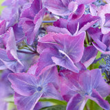 Hortensie de gradina Black Diamond Dark Angel, cu flori mov-inchis