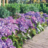 Hortensie de gradina Black Diamond Dark Angel, cu flori mov-inchis