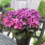 Hortensie de gradina Black Diamond Dark Angel, cu flori mov-inchis