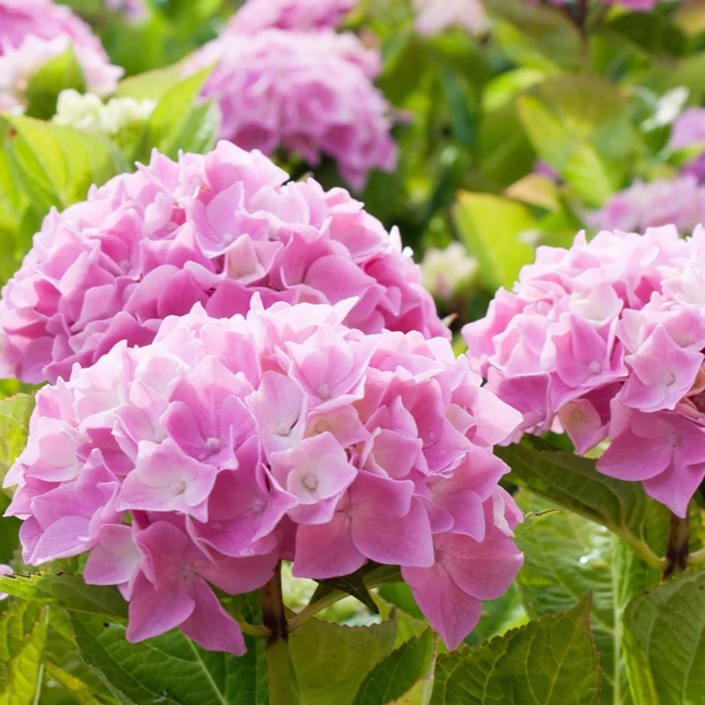 Black Friday - Reduceri Hortensia de gradina, cu flori roz Promotie