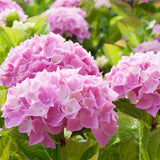 Hortensia de gradina, cu flori roz