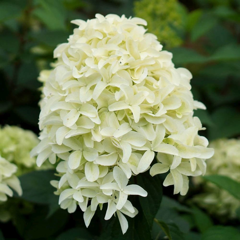 Hortensia de gradina Skyfall tip Copac, cu flori albe-verde