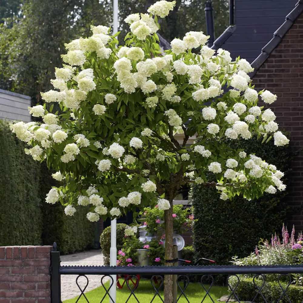 Hortensia de gradina Skyfall tip Copac, cu flori albe-verde