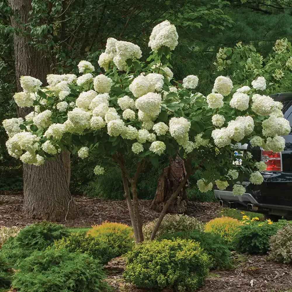 Hortensia de gradina Skyfall tip Copac, cu flori albe-verde