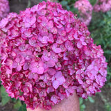 Hortensie arborescens Candybelle Winegum, cu flori roz-visiniu mari spectaculoase