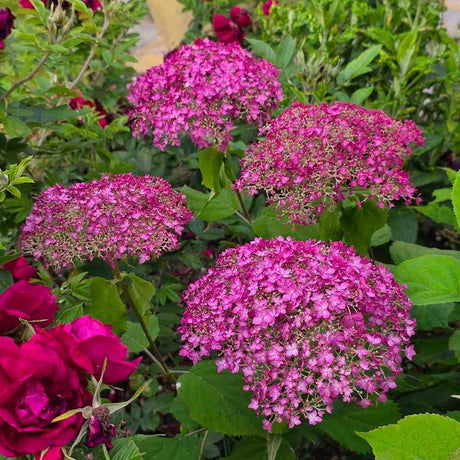 Hortensie arborescens Candybelle Winegum, cu flori roz-visiniu mari spectaculoase
