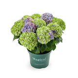 Hortensie Hydrangea macrophylla Magical Jewel, compacta, flori mari cu nuante schimbatoare