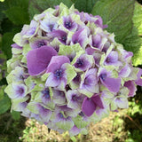 Hortensie Hydrangea macrophylla Magical Jewel, compacta, flori mari cu nuante schimbatoare
