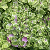 Hortensie Hydrangea macrophylla Magical Jewel, compacta, flori mari cu nuante schimbatoare