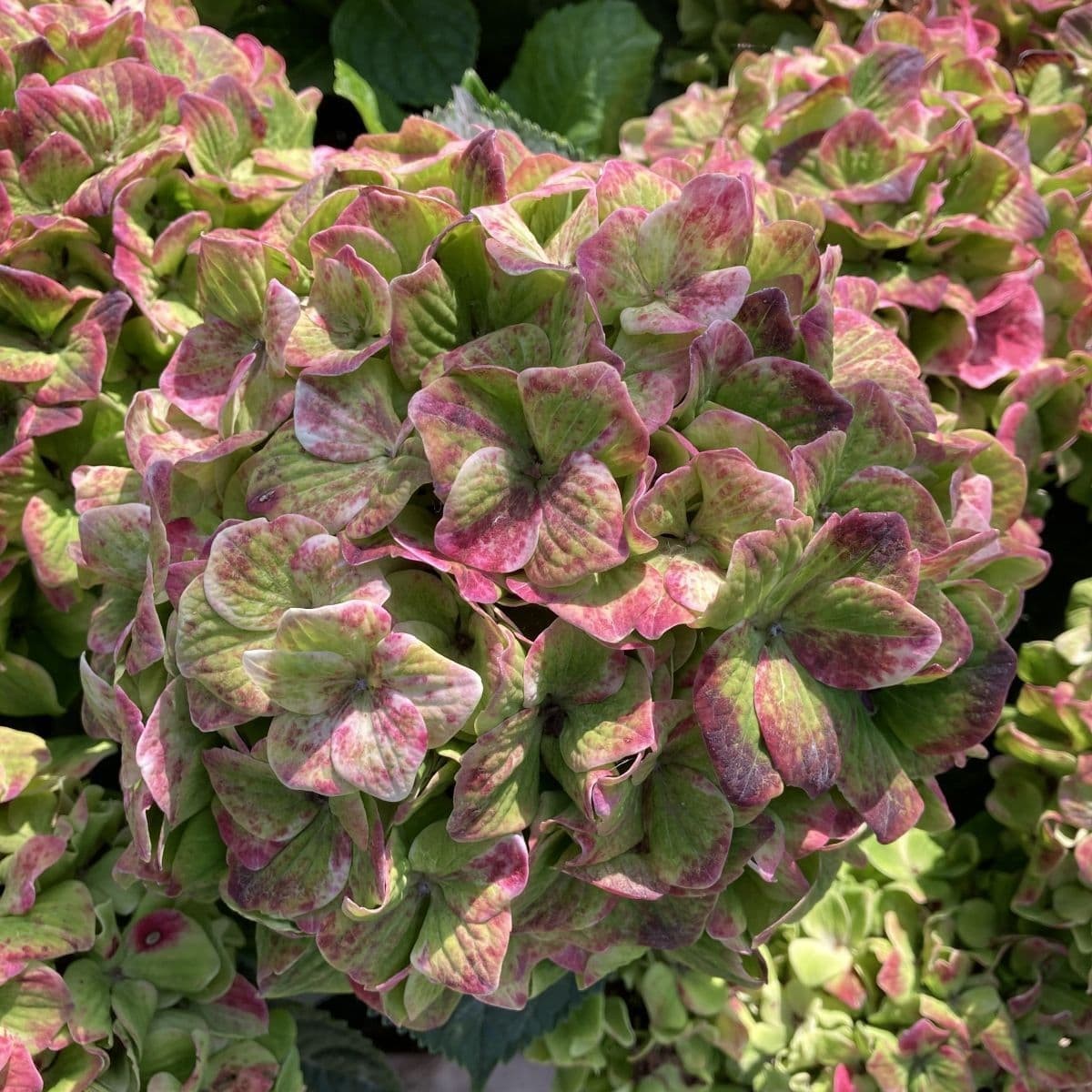 Hortensie Hydrangea macrophylla Magical Jewel, compacta, flori mari cu nuante schimbatoare