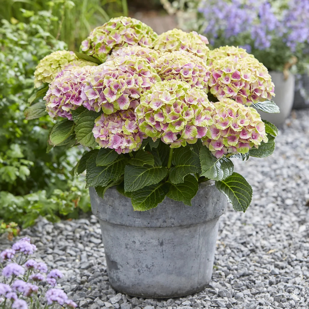 Hortensie Hydrangea macrophylla Magical Jewel, compacta, flori mari cu nuante schimbatoare