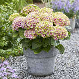 Hortensie Hydrangea macrophylla Magical Jewel, compacta, flori mari cu nuante schimbatoare