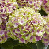 Hortensie Hydrangea macrophylla Magical Jewel, compacta, flori mari cu nuante schimbatoare