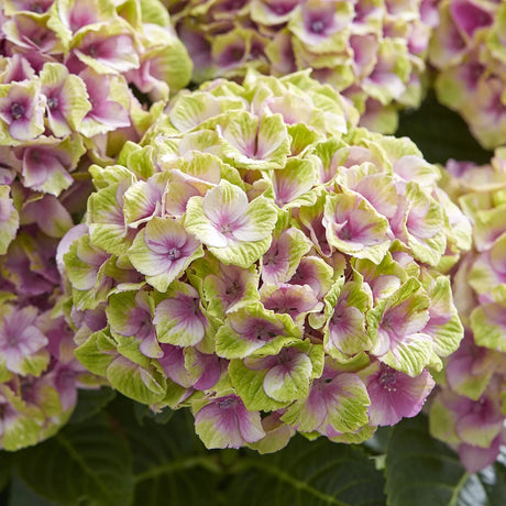 Hortensie Hydrangea macrophylla Magical Jewel, compacta, flori mari cu nuante schimbatoare