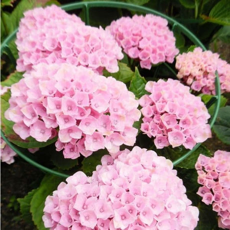 Hortensie macrophylla Magical Evolution Pink, flori mari roz cu nuante schimbatoare