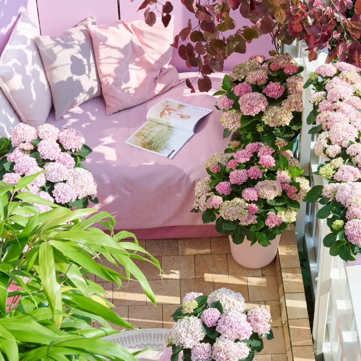 Hortensie macrophylla Magical Evolution Pink, flori mari roz cu nuante schimbatoare