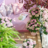 Hortensie macrophylla Magical Evolution Pink, flori mari roz cu nuante schimbatoare
