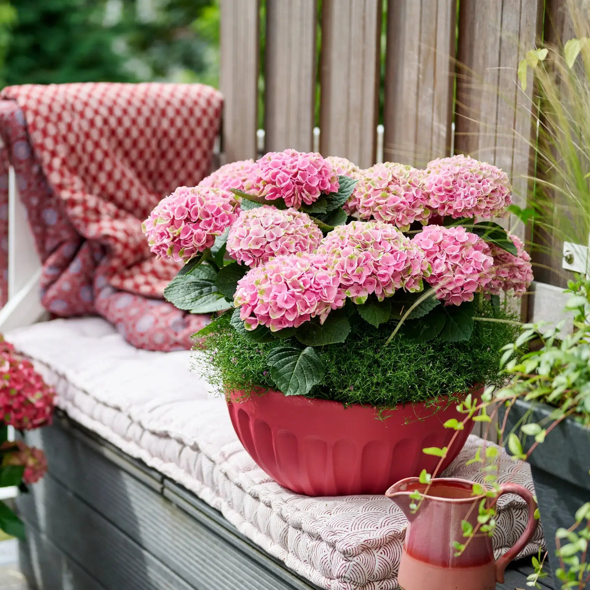 Hortensie macrophylla Magical Evolution Pink, flori mari roz cu nuante schimbatoare