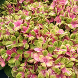 Hortensie macrophylla Magical Evolution Pink, flori mari roz cu nuante schimbatoare