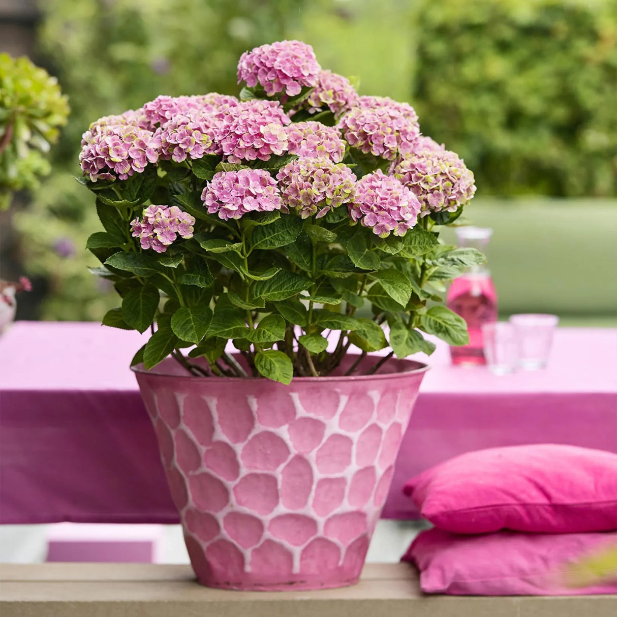 Hortensie macrophylla Magical Evolution Pink, flori mari roz cu nuante schimbatoare