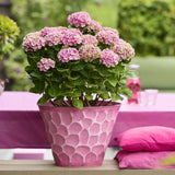 Hortensie macrophylla Magical Evolution Pink, flori mari roz cu nuante schimbatoare