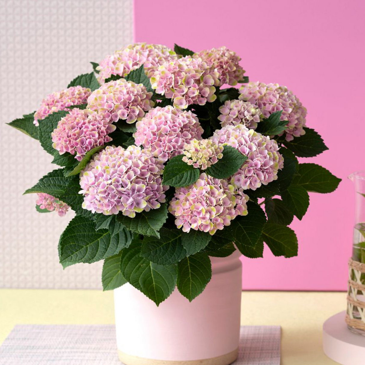 Hortensie macrophylla Magical Evolution Pink, flori mari roz cu nuante schimbatoare
