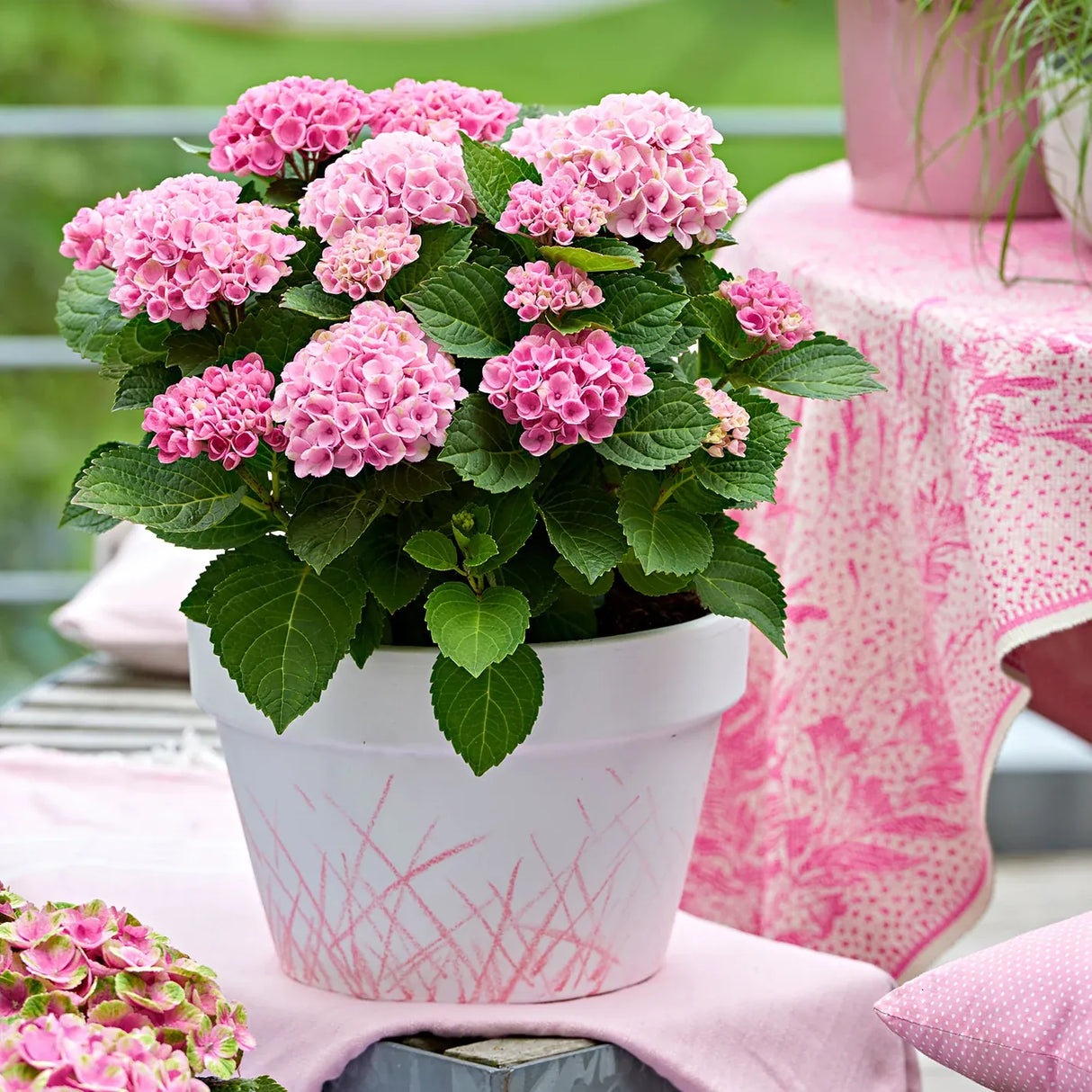 Hortensie macrophylla Magical Evolution Pink, flori mari roz cu nuante schimbatoare