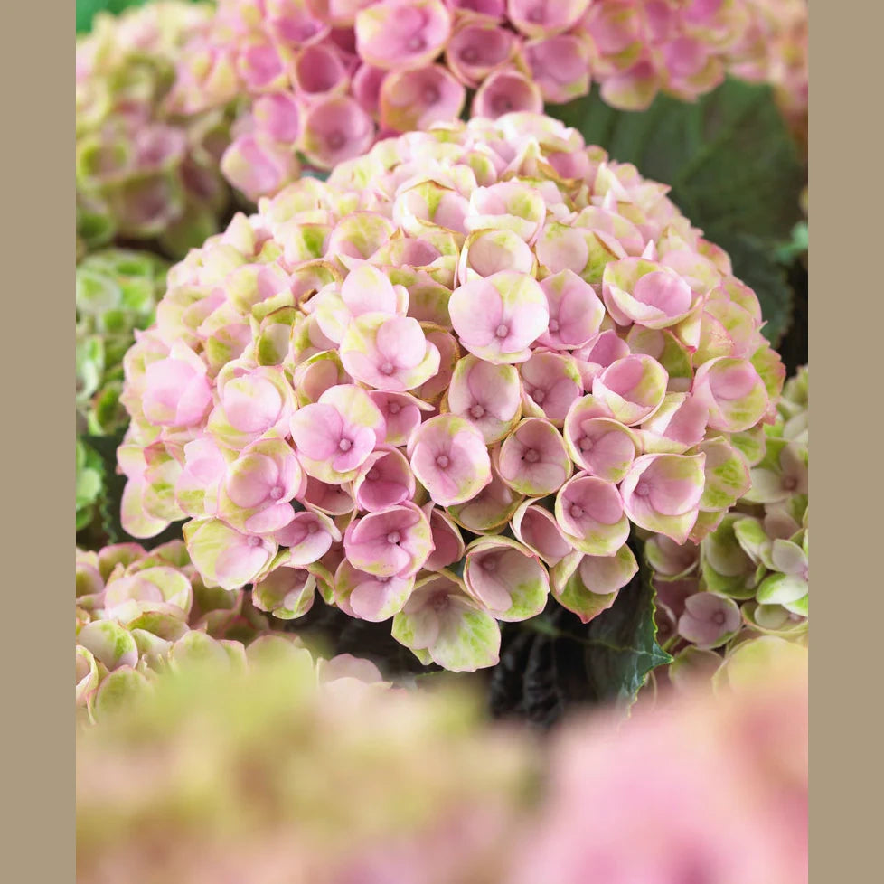 Hortensie macrophylla Magical Evolution Pink, flori mari roz cu nuante schimbatoare