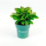 Hortensie macrophylla Magical Evolution Pink, flori mari roz cu nuante schimbatoare