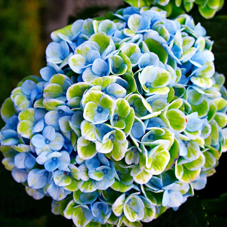 Hortensie macrophylla Magical Evolution blue, flori albastre spectaculoase cu nuante schimbatoare
