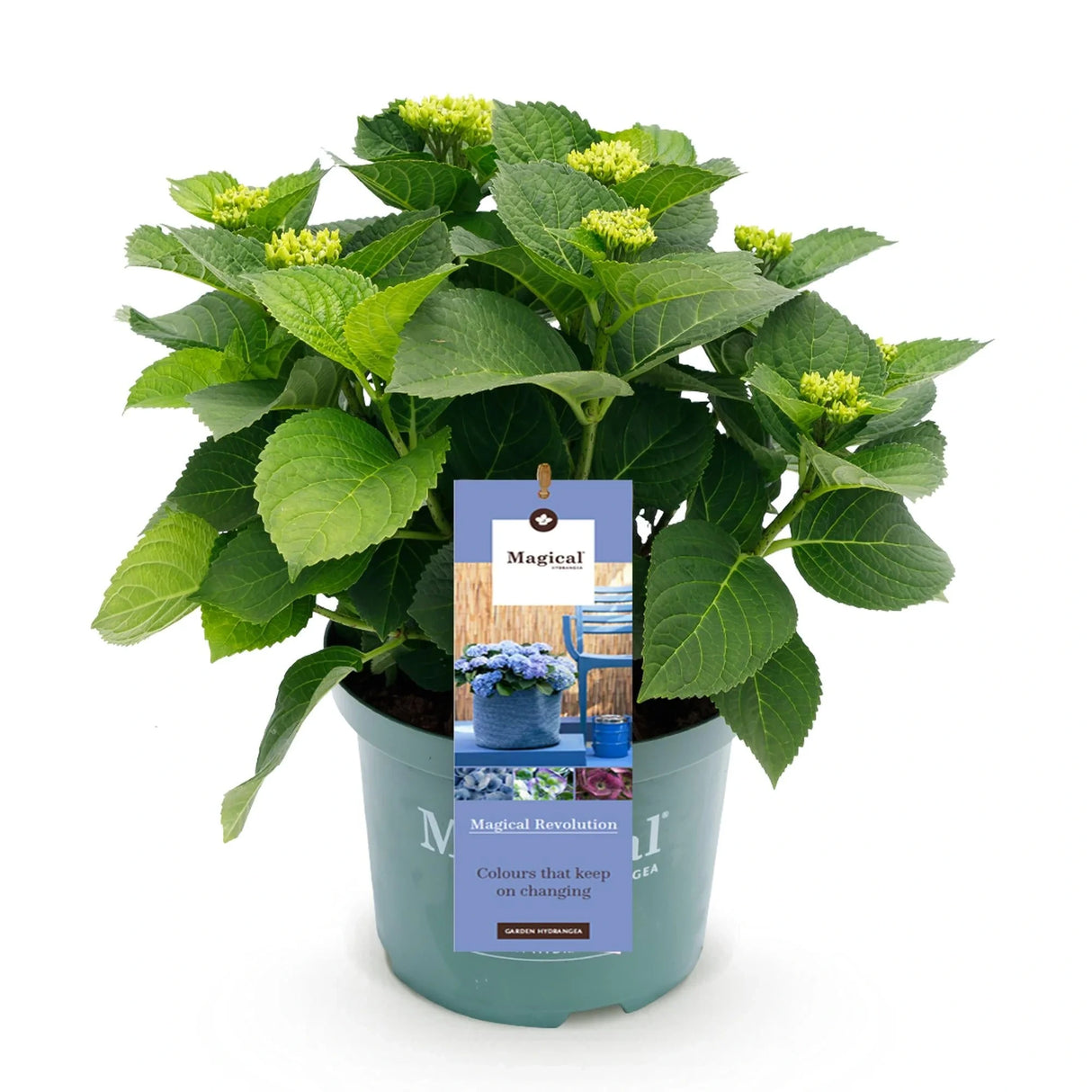 Hortensie macrophylla Magical Evolution blue, flori albastre spectaculoase cu nuante schimbatoare