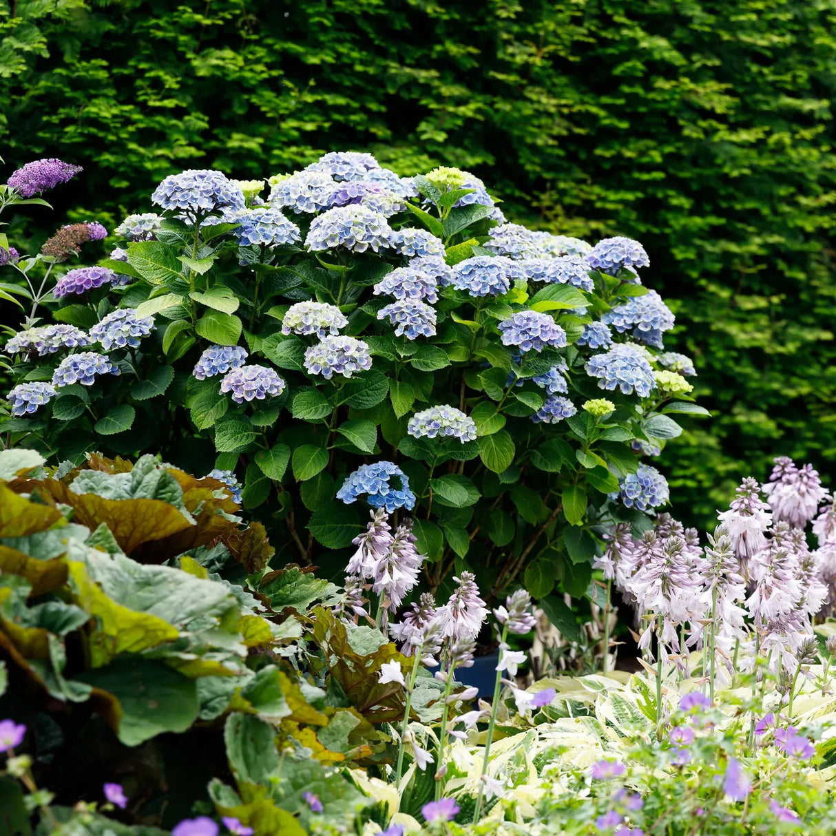 Hortensie macrophylla Magical Evolution blue, flori albastre spectaculoase cu nuante schimbatoare