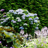 Hortensie macrophylla Magical Evolution blue, flori albastre spectaculoase cu nuante schimbatoare