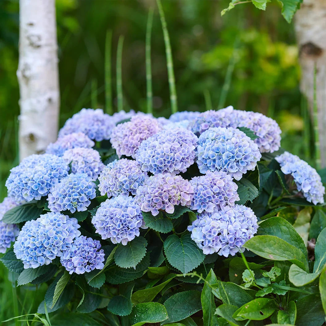 Hortensie macrophylla Magical Evolution blue, flori albastre spectaculoase cu nuante schimbatoare