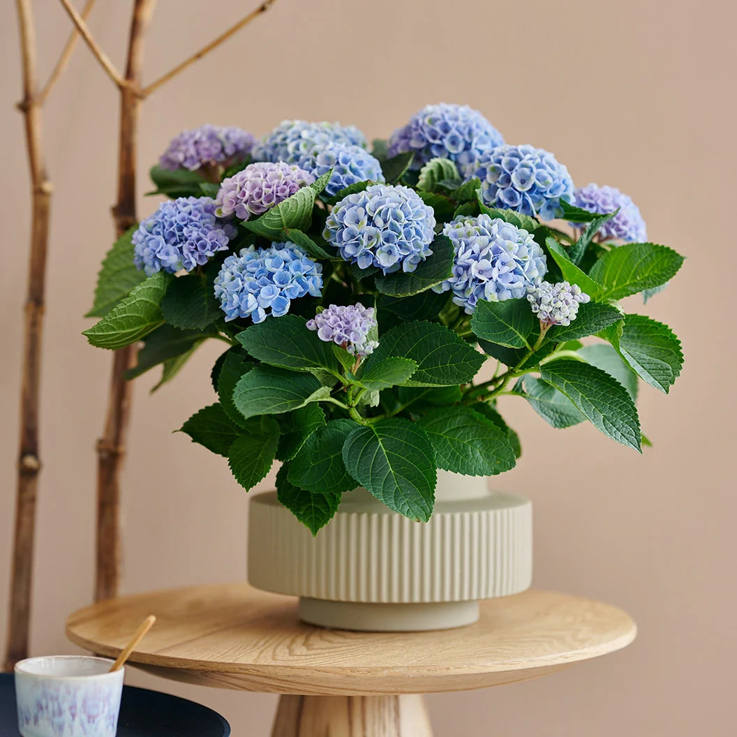 Hortensie macrophylla Magical Evolution blue, flori albastre spectaculoase cu nuante schimbatoare