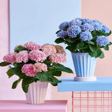 Hortensie macrophylla Magical Evolution blue, flori albastre spectaculoase cu nuante schimbatoare