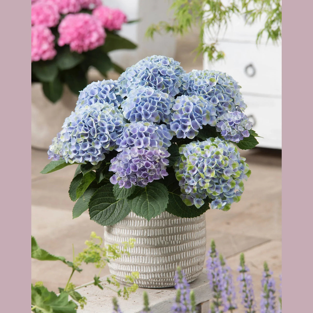 Hortensie macrophylla Magical Evolution blue, flori albastre spectaculoase cu nuante schimbatoare