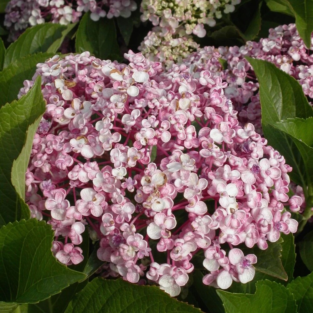 Hortensie de gradina Hydrangea macrophylla Ayesha, cu flori cupate de liliac, semi-umbra sau umbra, sol acid