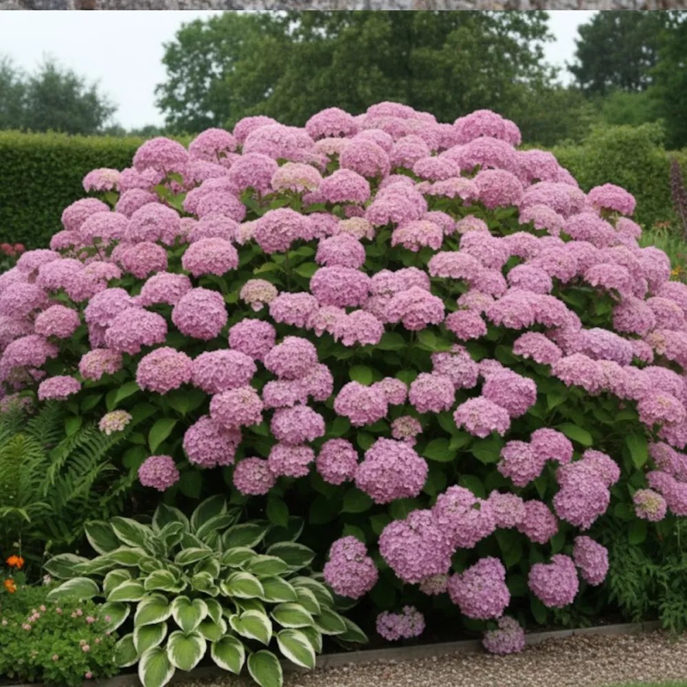Hortensie de gradina Hydrangea macrophylla Ayesha, cu flori cupate de liliac, semi-umbra sau umbra, sol acid
