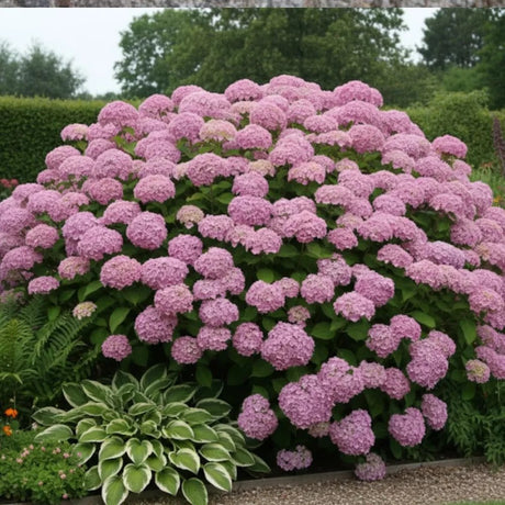 Hortensie de gradina Hydrangea macrophylla Ayesha, cu flori cupate de liliac, semi-umbra sau umbra, sol acid