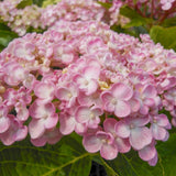 Hortensie de gradina Hydrangea macrophylla Ayesha, cu flori cupate de liliac, semi-umbra sau umbra, sol acid