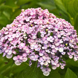 Hortensie de gradina Hydrangea macrophylla Ayesha, cu flori cupate de liliac, semi-umbra sau umbra, sol acid