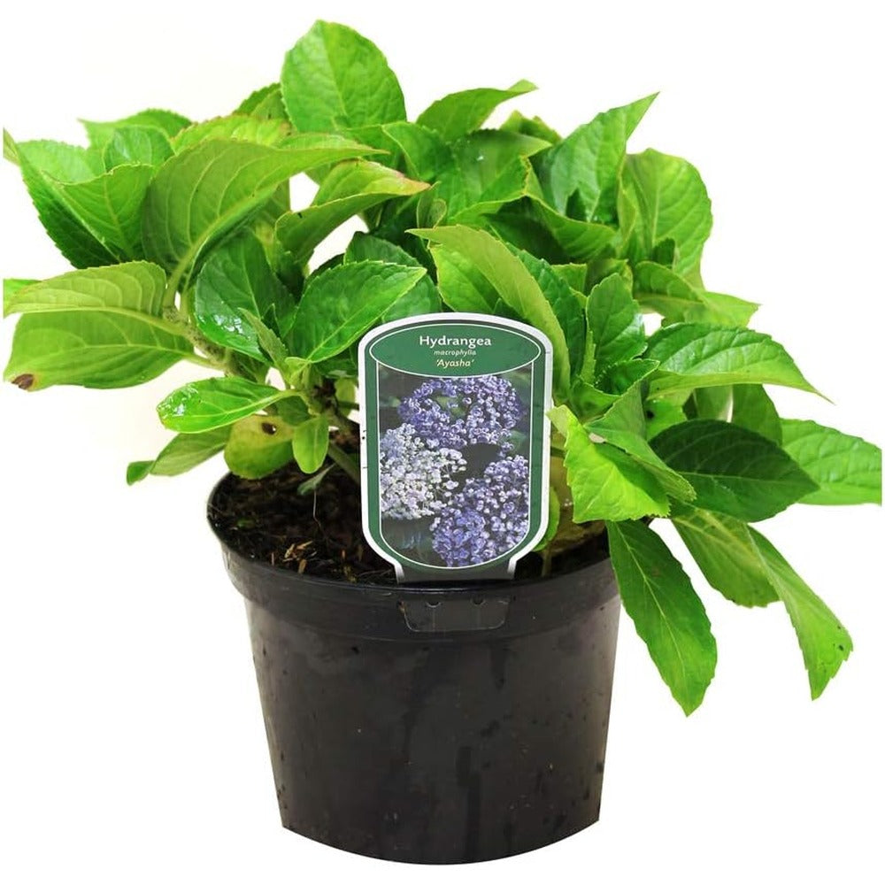 Hortensie de gradina Hydrangea macrophylla Ayesha, cu flori cupate de liliac, semi-umbra sau umbra, sol acid