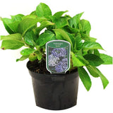 Hortensie de gradina Hydrangea macrophylla Ayesha, cu flori cupate de liliac, semi-umbra sau umbra, sol acid