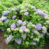 Hortensie de Gradina Gertrud Glahn, arbust cu flori mari roz si albastre, joc de culori, ornamental pentru gradini si terase, rezistent la ger